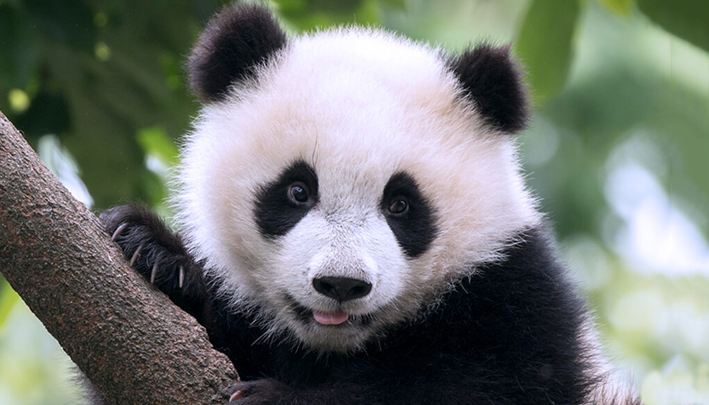 RÃ©sultat de recherche d'images pour "panda"