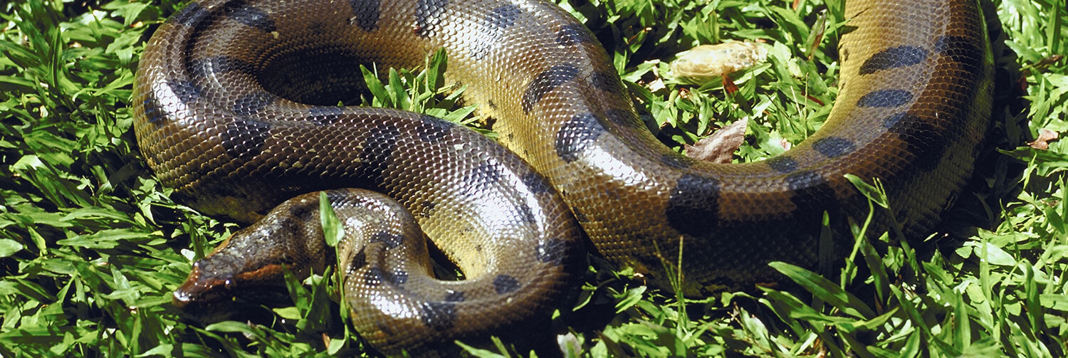 Anaconda coiled in an S shape as it crawls through grass