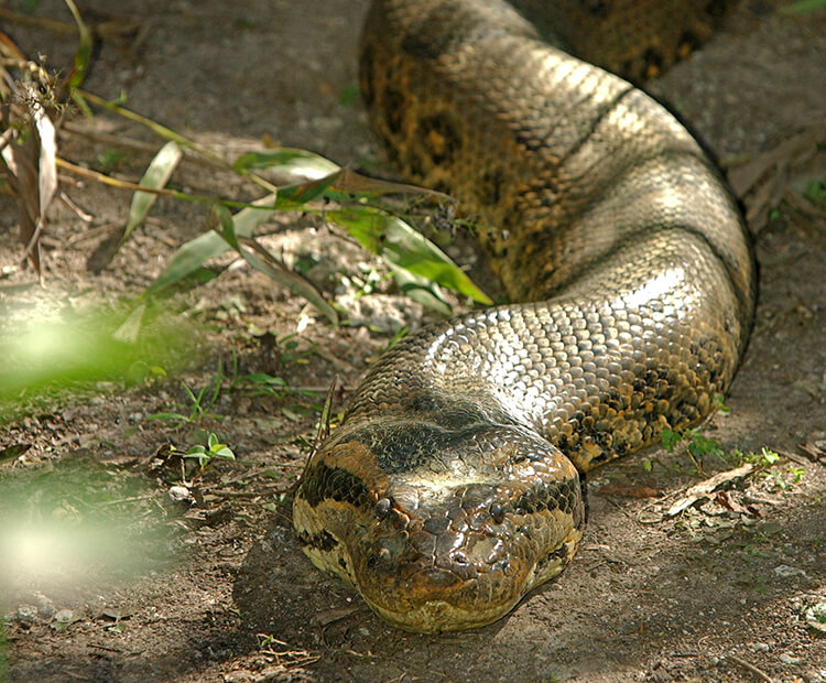 Green anaconda slithering along a dirt ground facing the camera head on