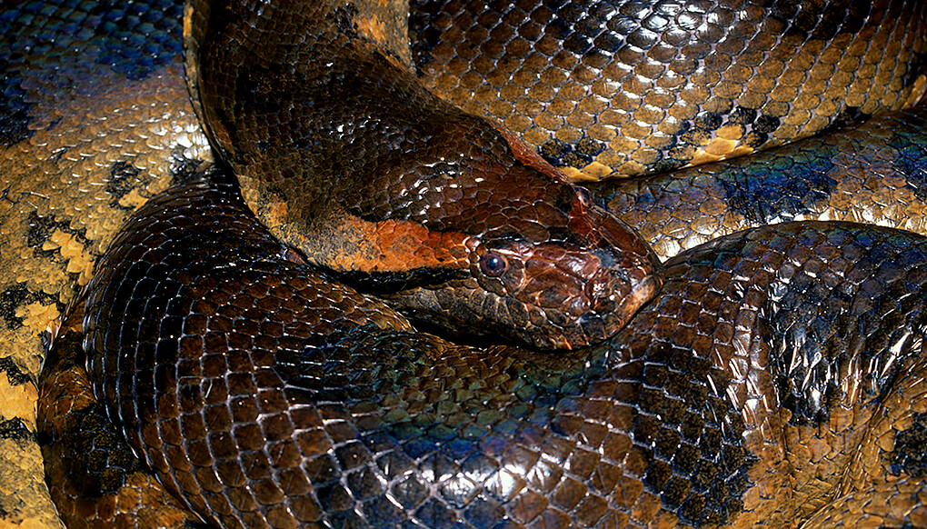 Anaconda curled up