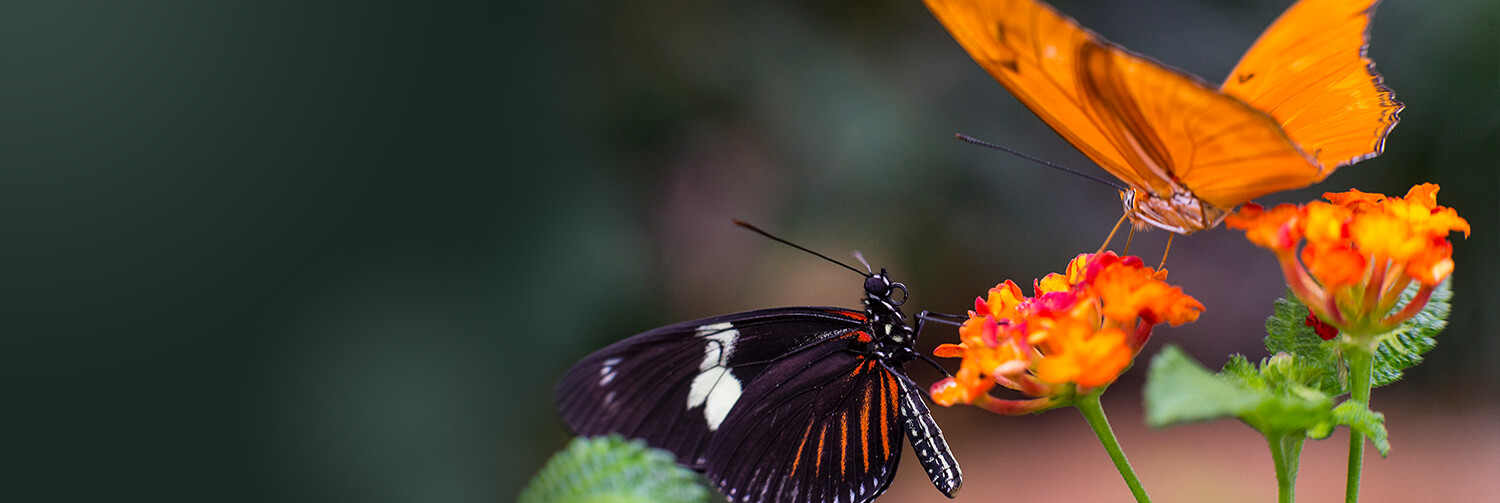 A black butterfly with red and white stripes, and another, orange butterfly, sit on a bright orange flower