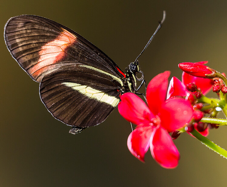 A small dark brown butterfly with red and white stripes on its wings sits atop a red flower