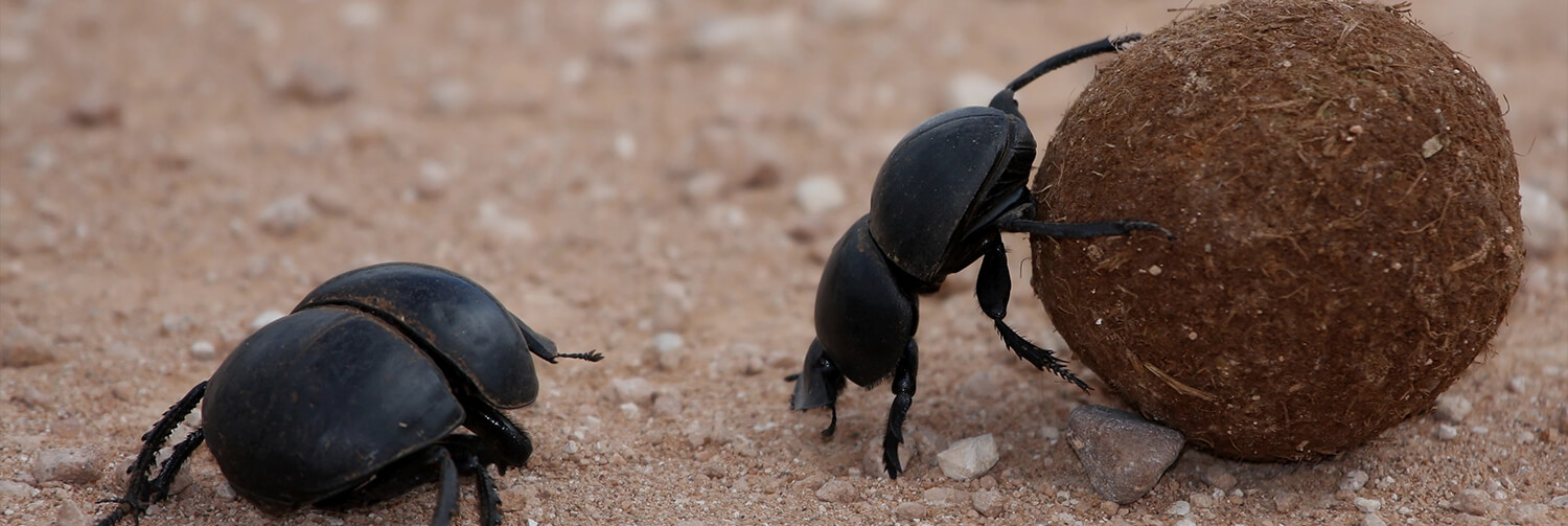 A dung beetle looks on as another rolls a ball of dung with its hind legs