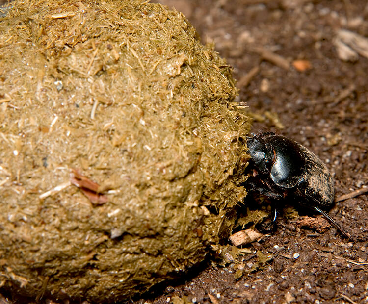 Dung beetle rolling a large ball of elephant poo