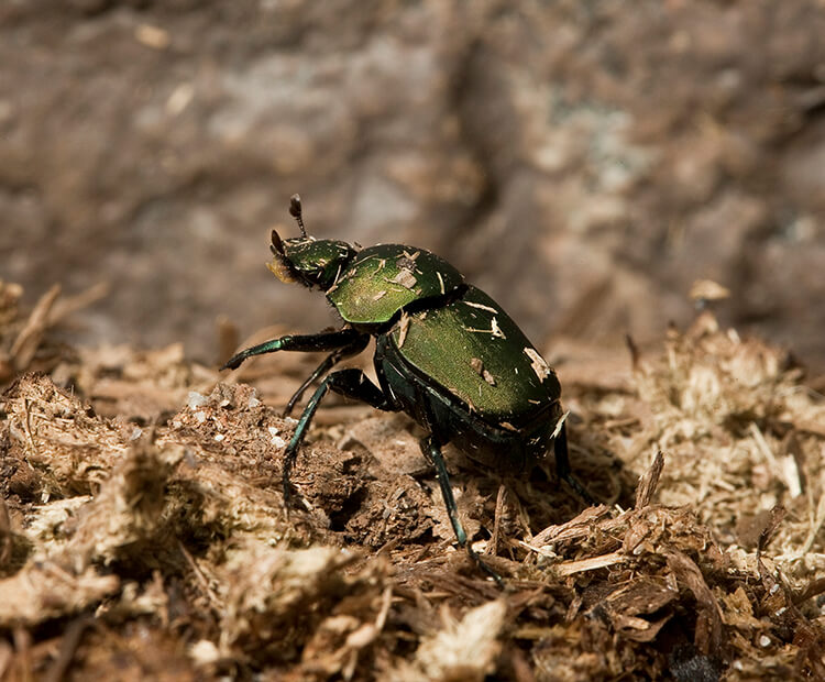 Dung beetle on wood chips