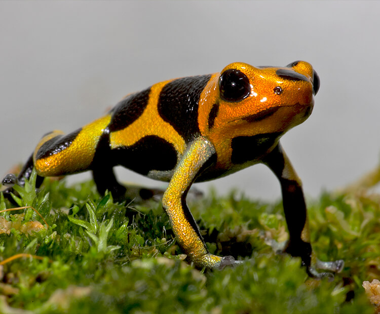 A yellow poison frog with black spots perched on a patch of moss.