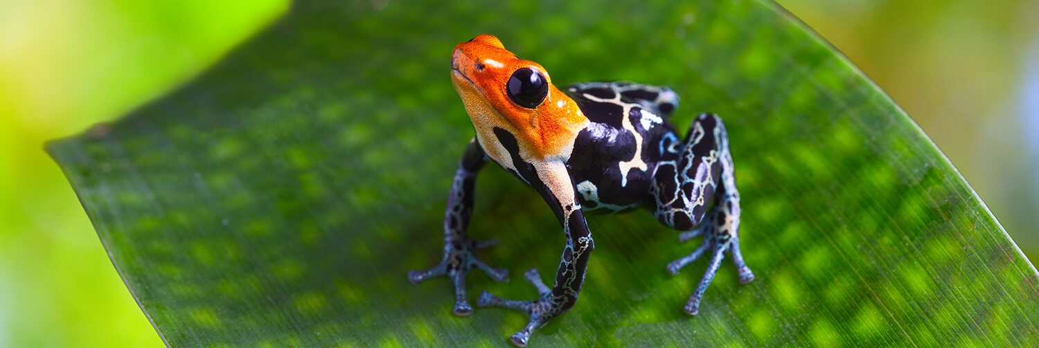 Red, blue, and black spotted poison frog sitting on a leaf.