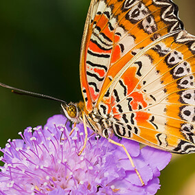 A bright orange, black, and white patterned butterfly sits on a purple flower 