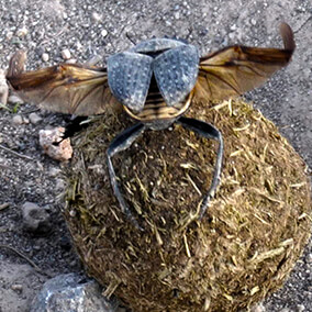 Rear view of a dung beetle sitting atop a dung ball with wings stretching out