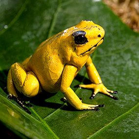 Golden poison frog sitting on a green leaf