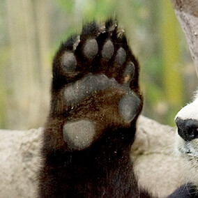 panda giant thumb paw pseudo pandas kids