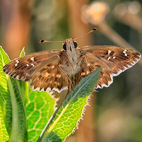Skipper butterfly, or Hesperiidae, sitting on a green leaf with wings spread open