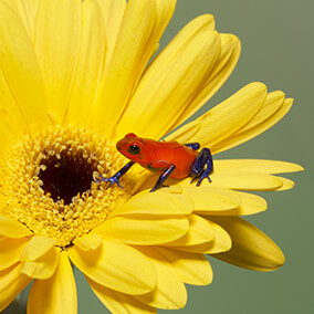 A tiny strawberry poison frog sits on a yellow daisy, highlighting how small the frog is.