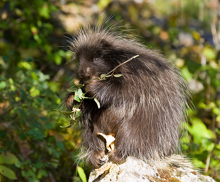 Jeuvenile porcupine chows down on a tasty branch