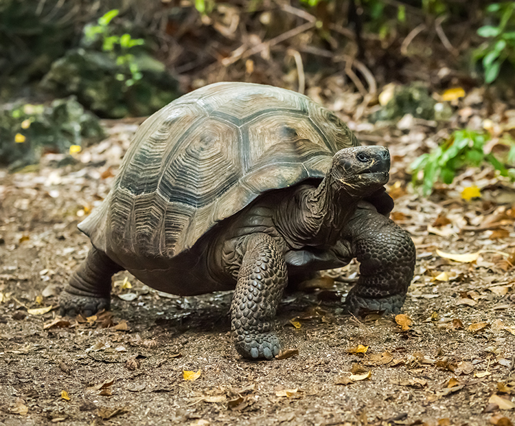 Galapagos tortoise walks along forest floor
