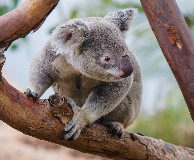 adult koala chills on a branch