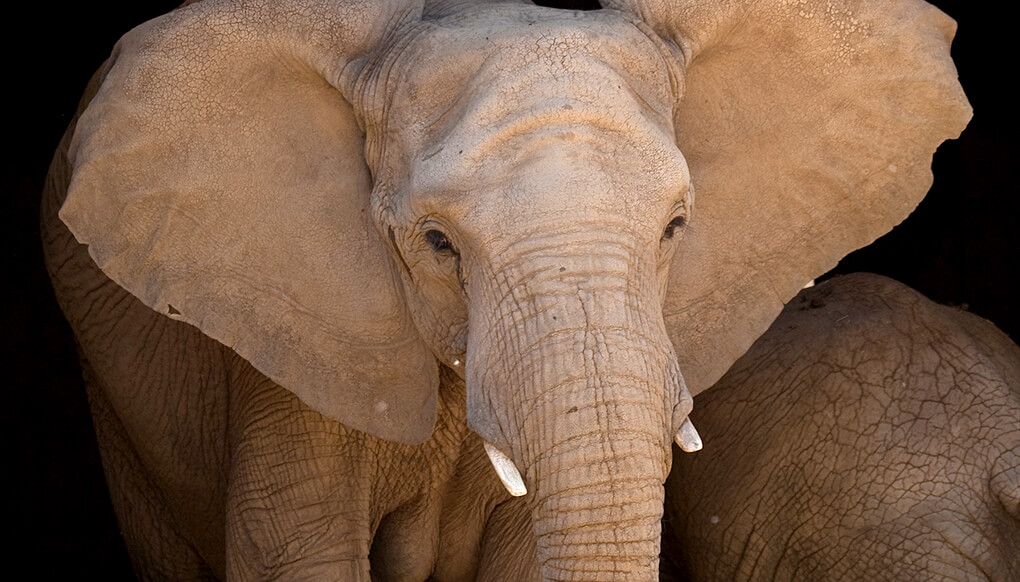 African elephant | San Diego Zoo Wildlife Explorers