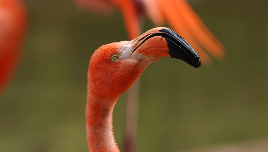Caribbean flamingo with beak facing right, looking into camera