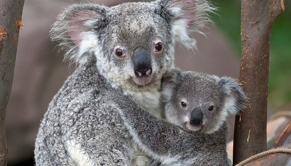 Resultado de imagen de koala