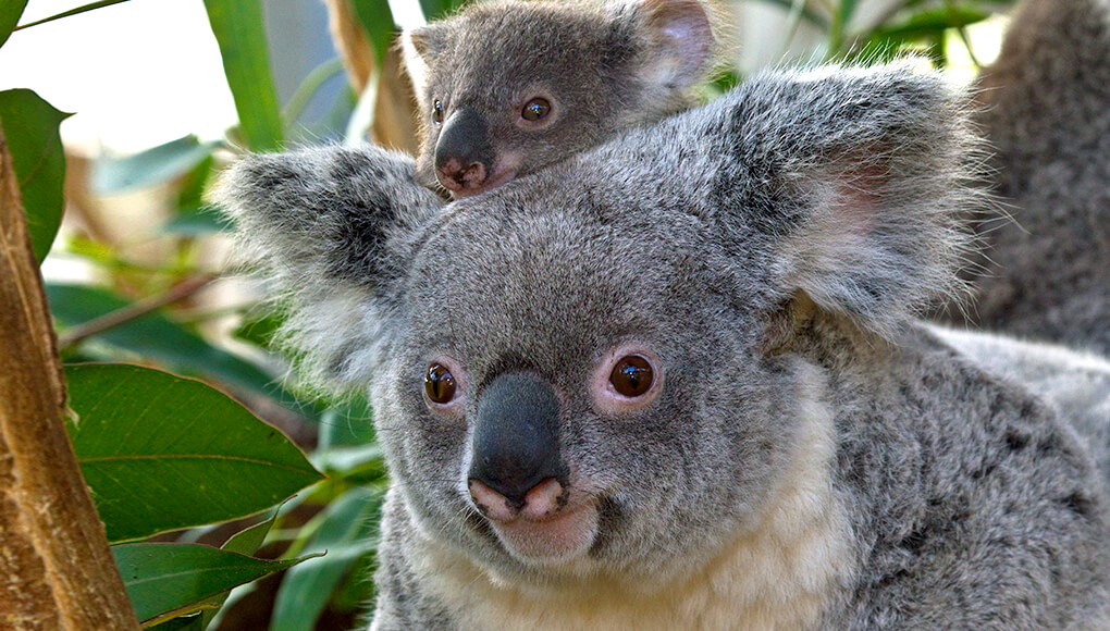 Mother koala with joey holding on to her back and peeking over her head