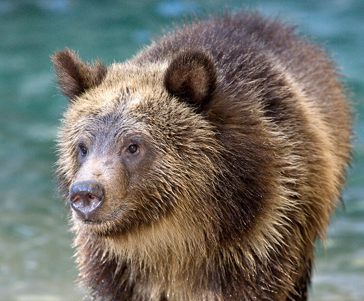 Young brown bear wet after a dip in the water