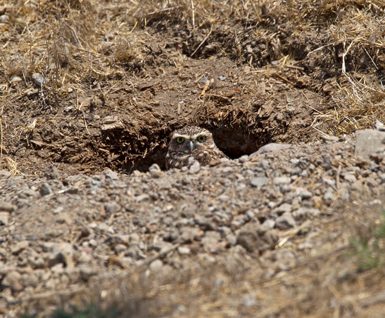 Burrowing owl inside its dirt burrow, popping its head out.