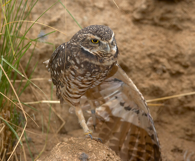 Burrowing owl standing outside it's burrow, one wing stretched out downward