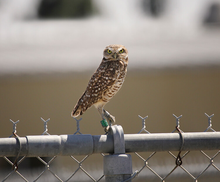 Burrowing owl sitting on a chain link fence with a green tag on his right leg