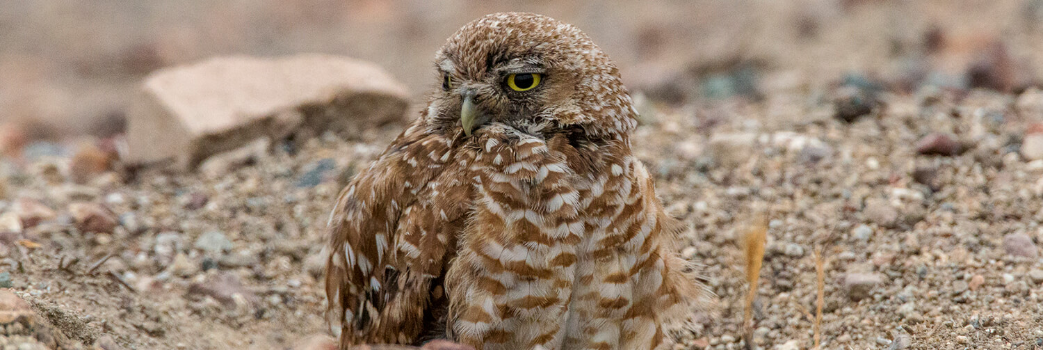 A burrowing owl sits with half of its body in its burrow, looking off to the left
