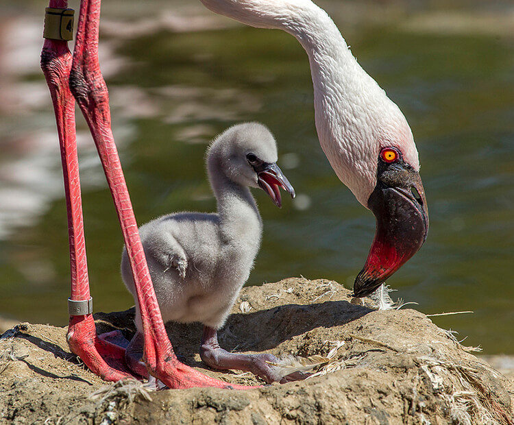 Lesser flamingo with chick