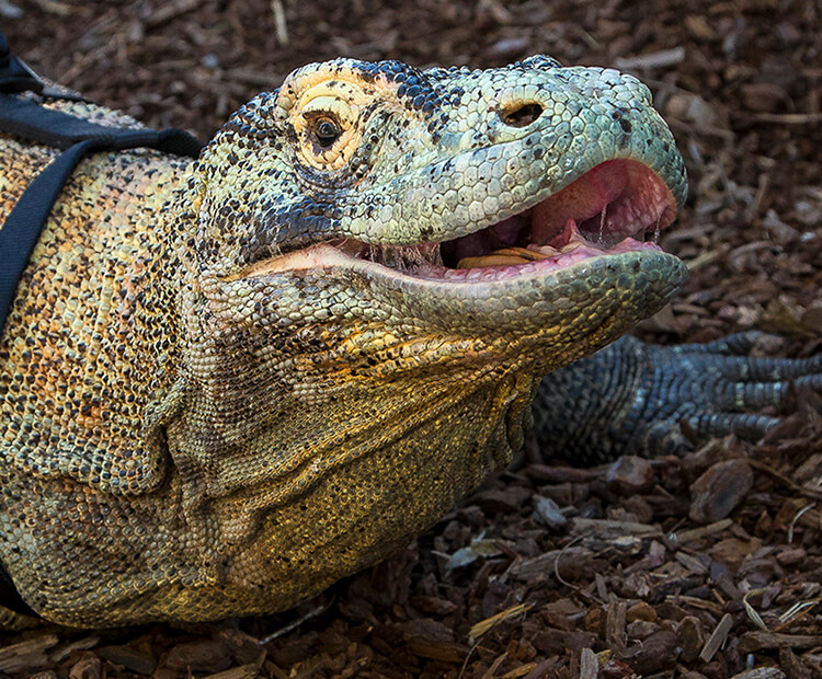 Komodo dragon | San Diego Zoo Wildlife Explorers