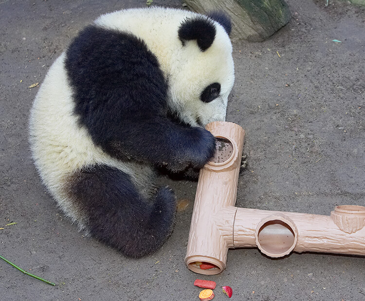 Baby panda Su Lin examines an enrichment puzzle filled with fruit rewards