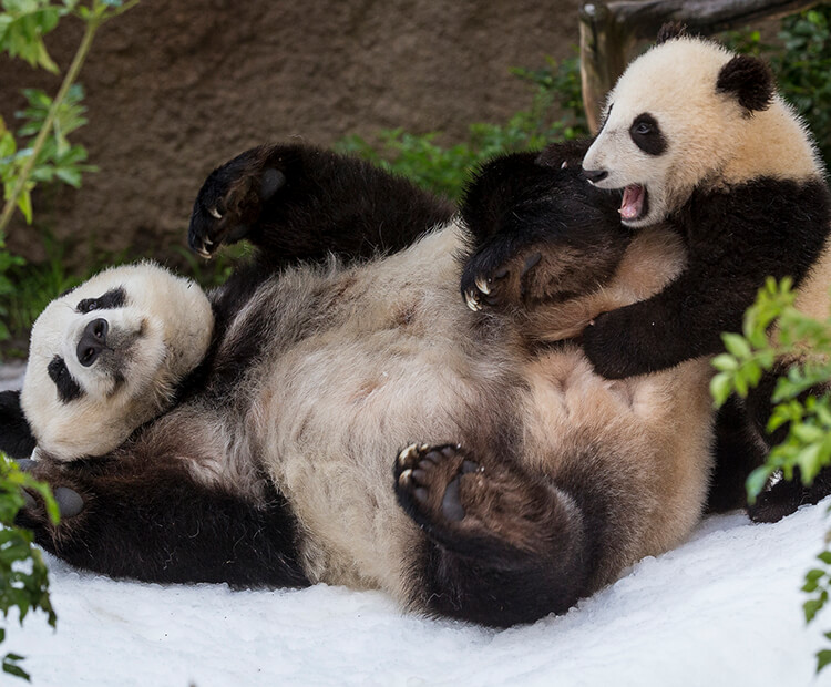 Panda Bai Yun and her cub enjoy rolling in the snow