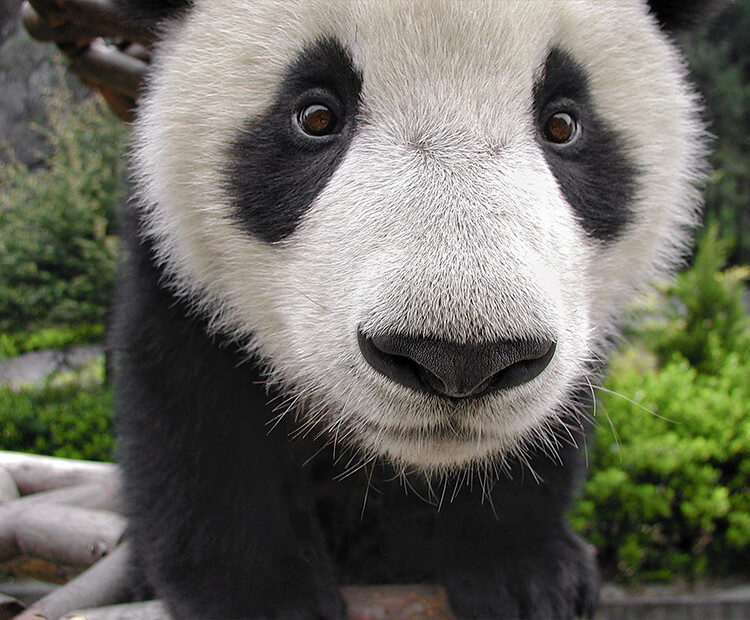 A young giant panda cub looks into the camera