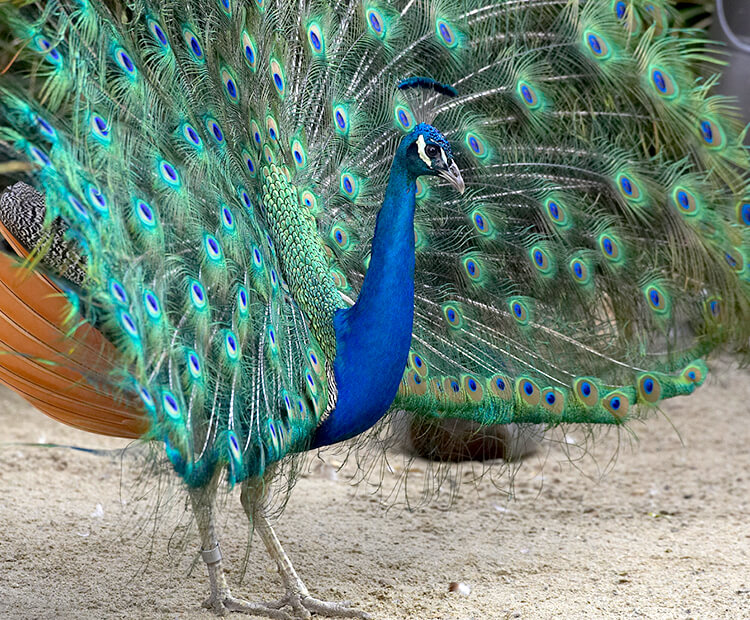 Peacock displaying his large tail