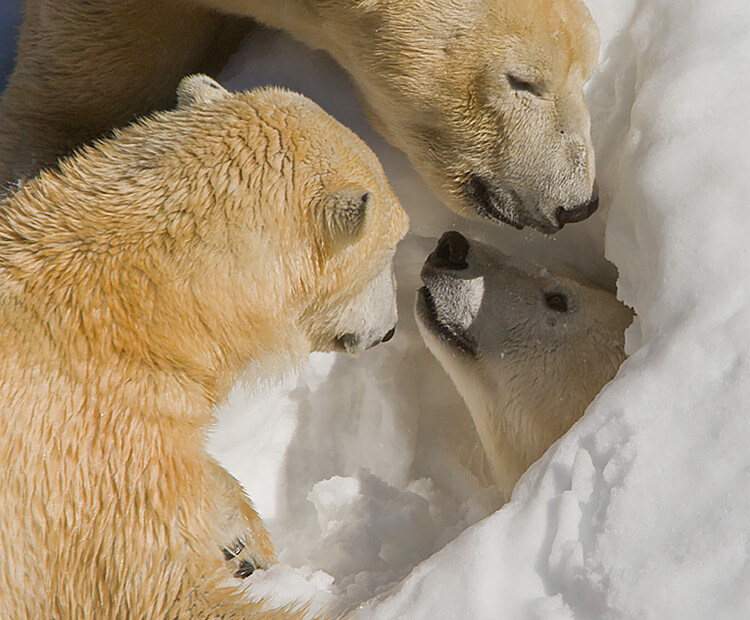 A polar bear peaks its head out of a hole dug in snow as two others investigate