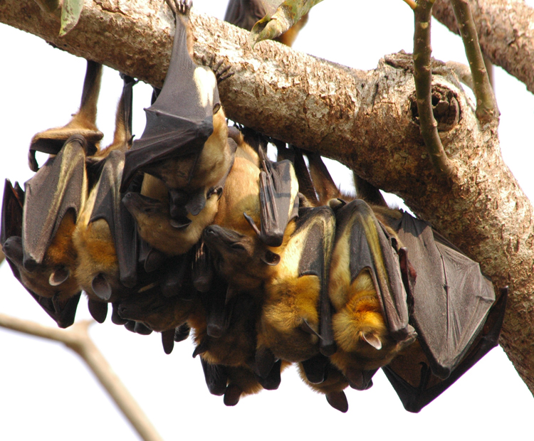 Fruit bats roosting together on a tree branch