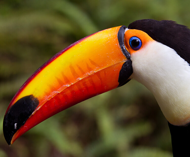 Closeup on a Toco toucan's bill