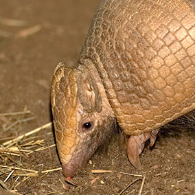 Armadillo sniffing a little snack