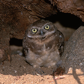 Burrowing owl hides in its log burrow