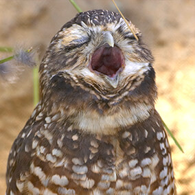 Burrowing owl with eyes closed and beak wide open as it calls out