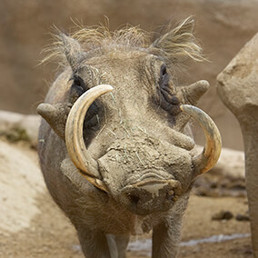 A warthog face with character