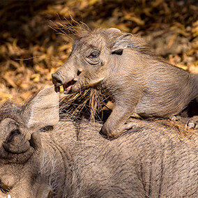 Warthog baby climbing its mother