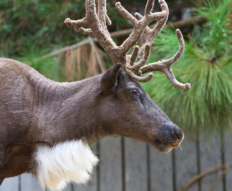 Closeup of reindeer face with tuft of white fur along neck