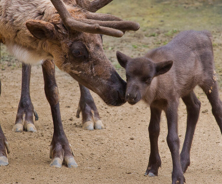 Reindeer mother with young calf