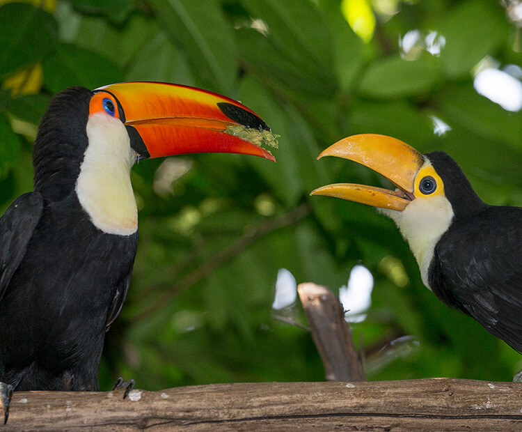 Toco toucan mother feeds mashed up food to its chick