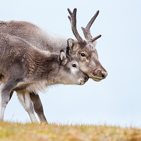 Reindeer mother with calf nuzzling faces