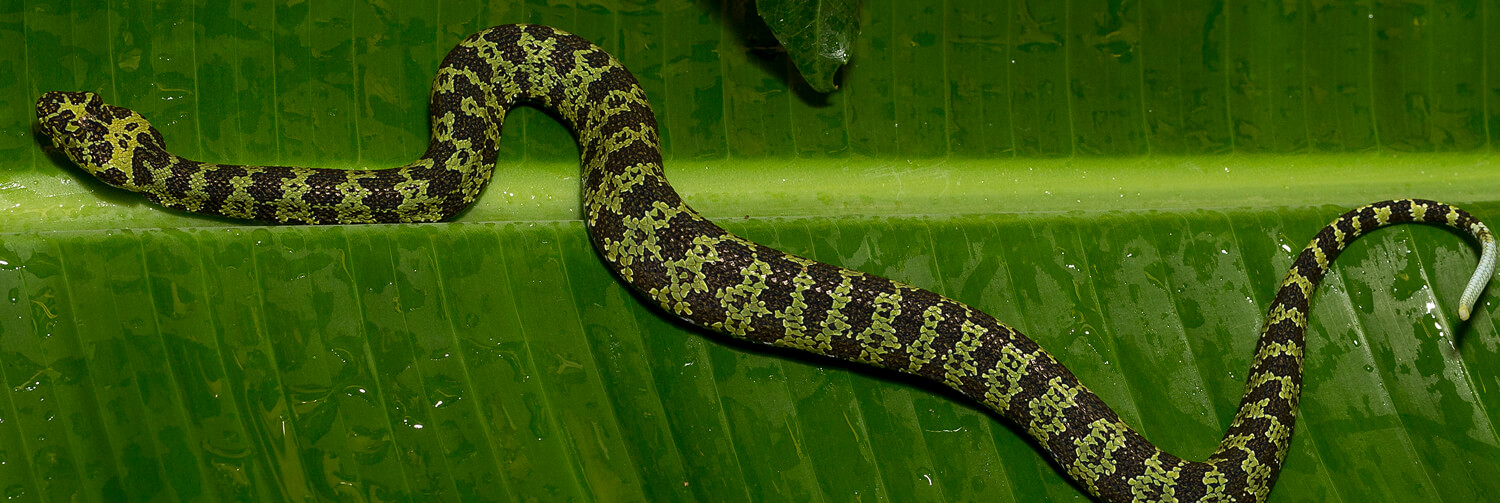 Hang mountain pit viper stretched out as it slithers across large green tropical leaf