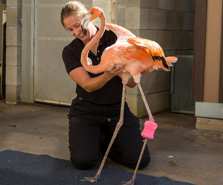 A Flamingo Leg Up | San Diego Zoo Kids