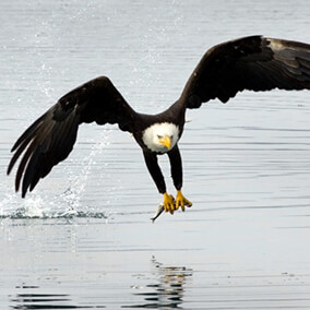 Bald eagle gripping fish in its talons as it swoops over a lake